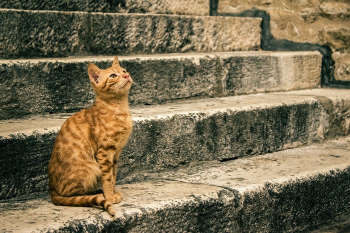 Ginger cat sitting on stone stairs