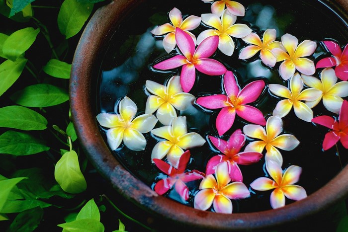 Plumeria flowers floating in water