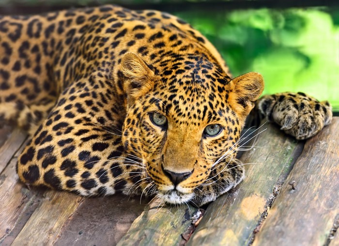 Leopard resting on wooden planks