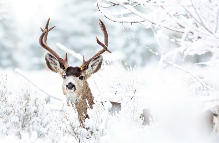 Deer with antlers in the snow