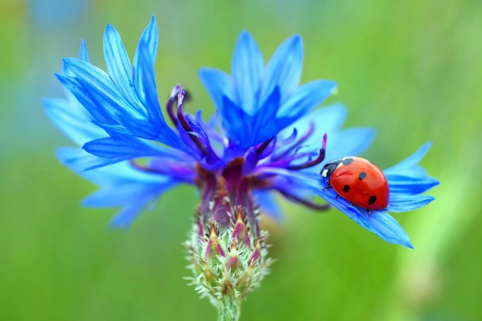 Ladybug on a blue cornflower