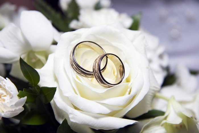 Two gold wedding rings on a white rose