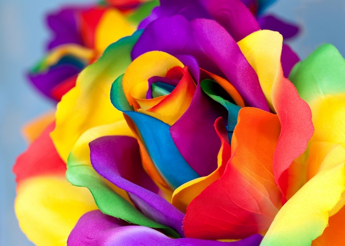 Multicolor Rose Closeup Macro
