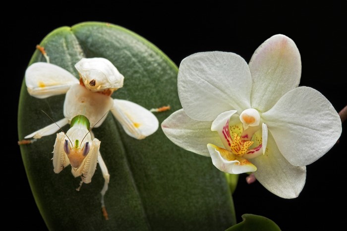 Orchid Mantis on a Leaf Next to an Orchid
