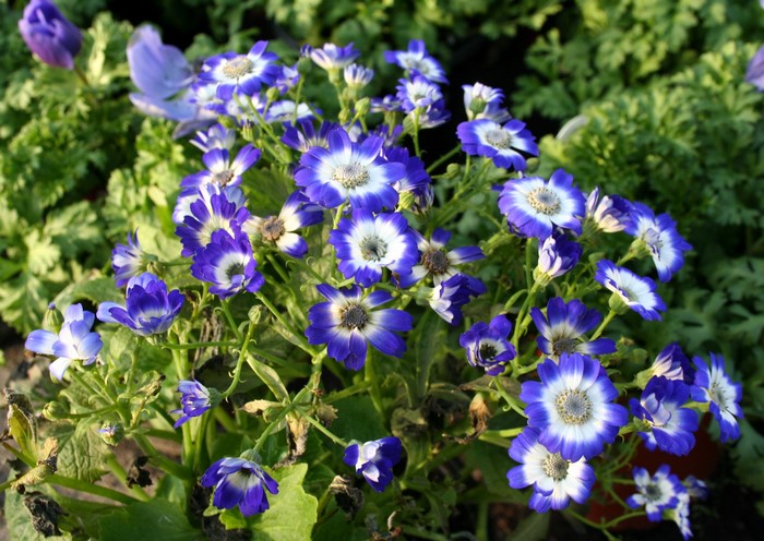 Close-up of blue and white Cineraria flowers