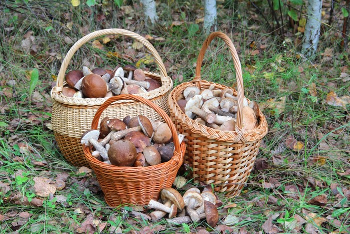 Baskets of freshly picked mushrooms in a forest