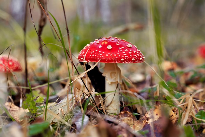 Amanita muscaria mushrooms in a forest setting