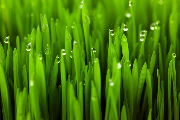 Macro shot of green grass with water droplets