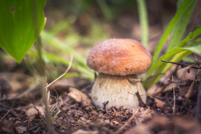 Mushroom growing in forest floor