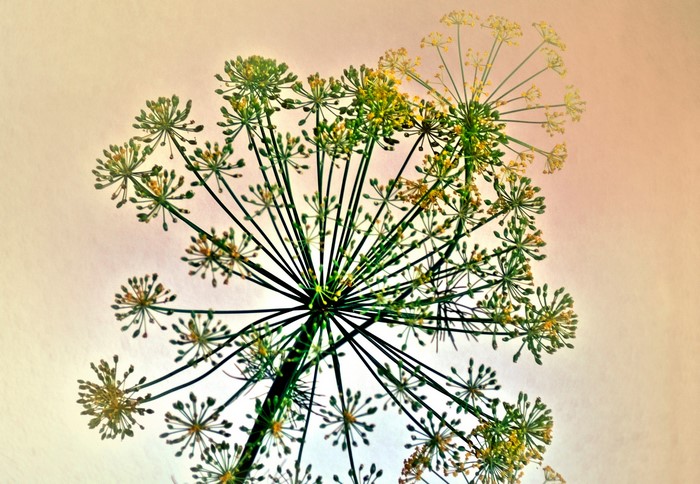 Dill flower close-up