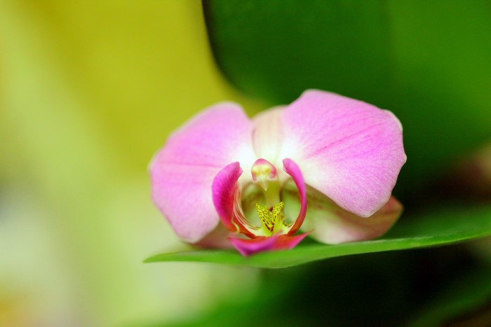 Pink orchid flower on a green leaf