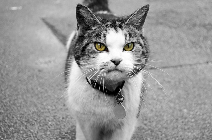 Black and white cat with yellow eyes