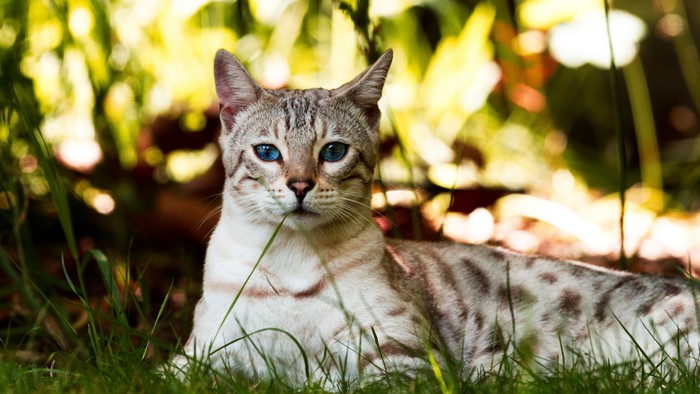 Bengal Cat with Blue Eyes in Grass