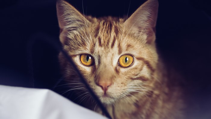 Orange tabby cat with yellow eyes