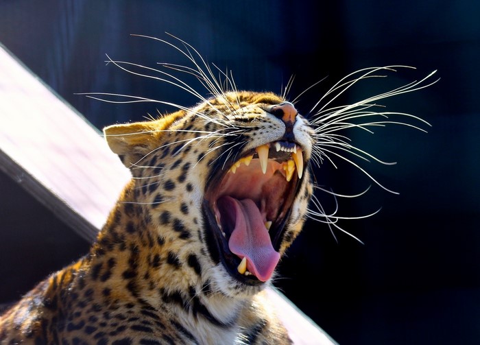 Leopard yawning with sharp teeth and long whiskers