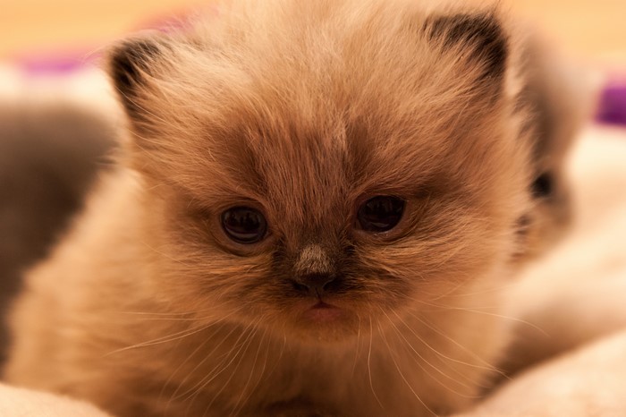 Kitten with dark eyes and light brown fur