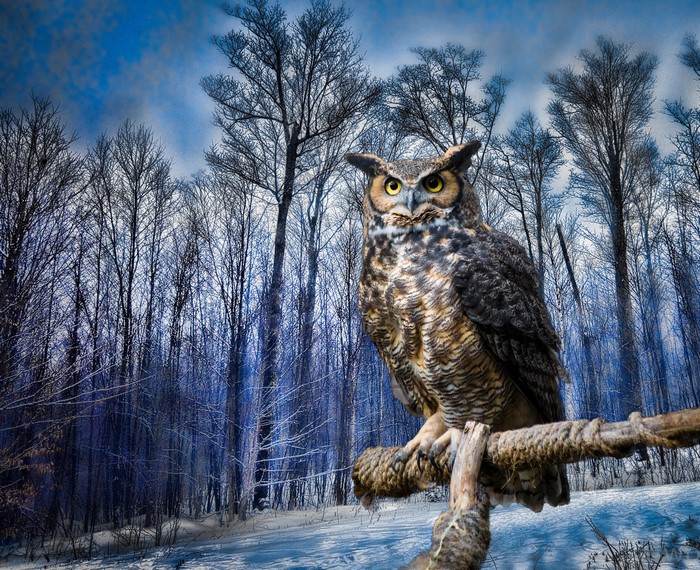 Great Horned Owl perched on a branch in a snowy forest