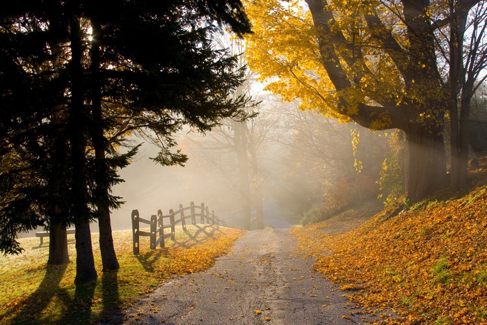 Autumn road with fog and fallen leaves