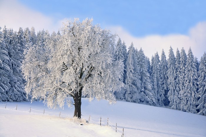 Snow-covered trees in a winter landscape