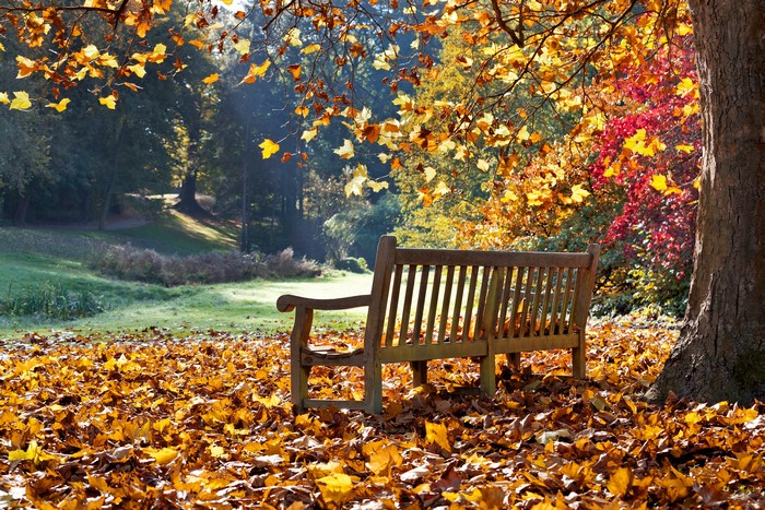 Wooden bench in autumn park with fallen leaves