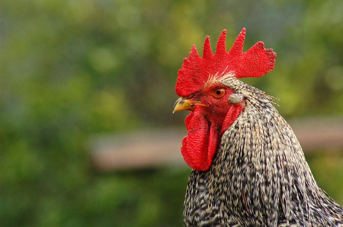 Rooster with red comb and wattle