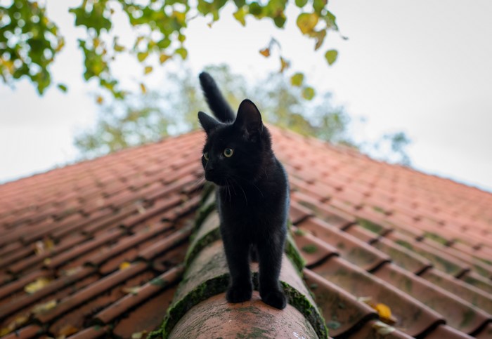 Black cat on a tiled roof