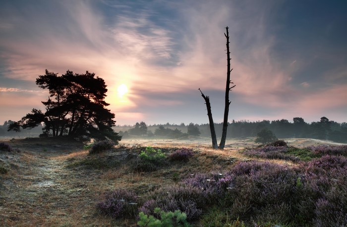 Sunrise over a heathland with dead trees
