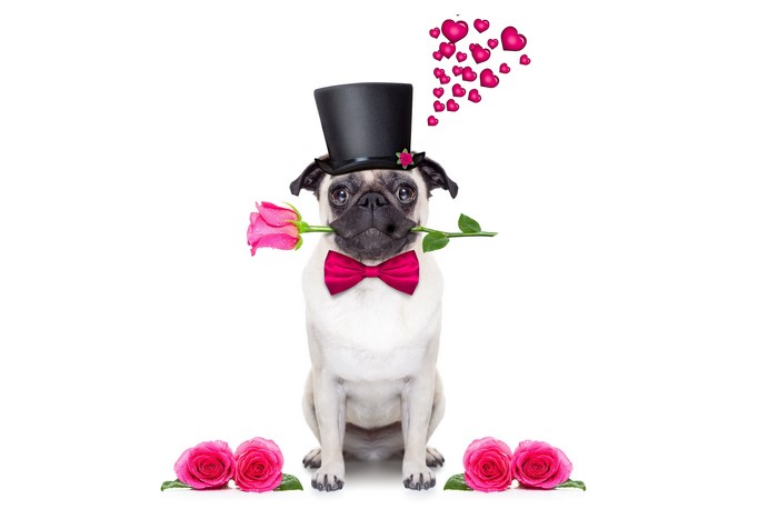 Pug with a rose and top hat
