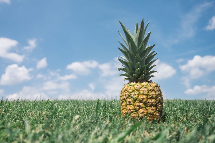 Pineapple on grass under blue sky with clouds