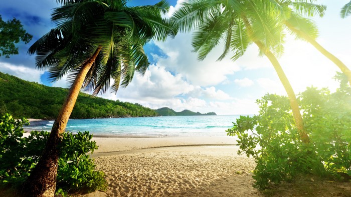 Tropical beach with palm trees and ocean
