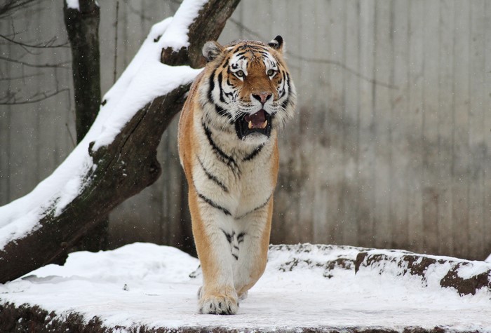 Siberian Tiger Walking in Snow