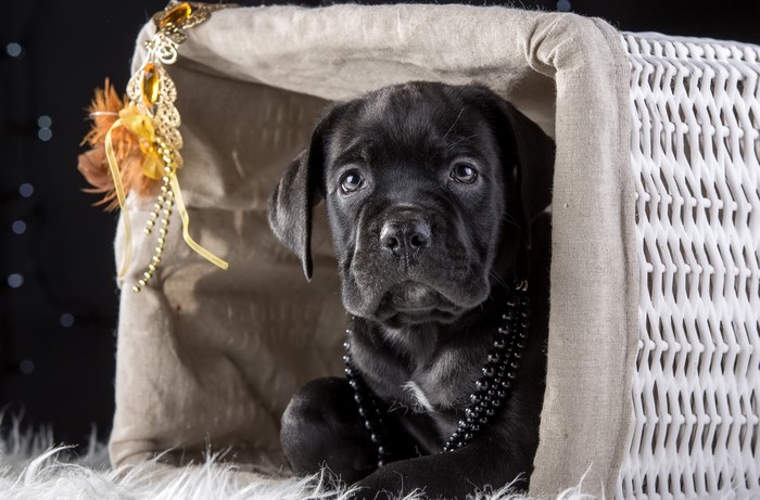 Black Cane Corso puppy in a wicker basket