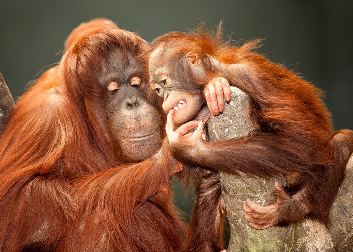 Two Orangutans, Mother and Baby