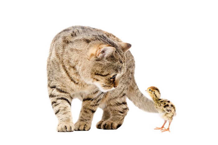 Cat and chick on white background