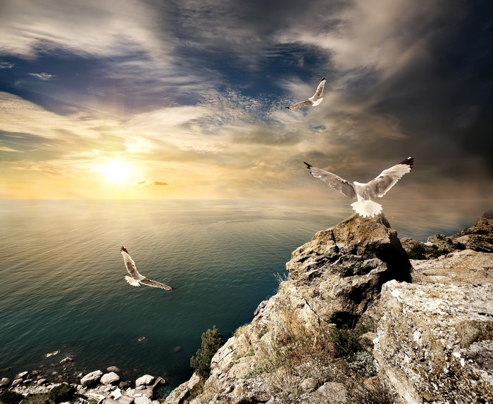 Seagulls flying over the sea near Crimea at sunset
