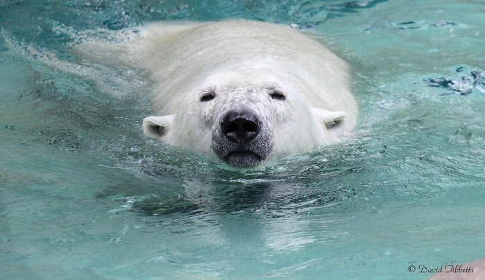 Polar bear swimming in water