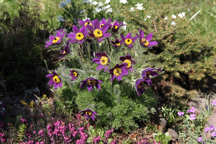 Purple Pulsatilla flowers with yellow centers