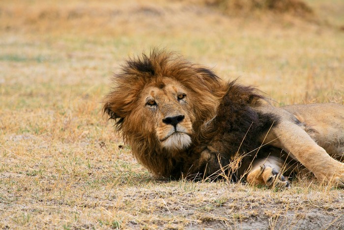4K Lion Lying on Grass