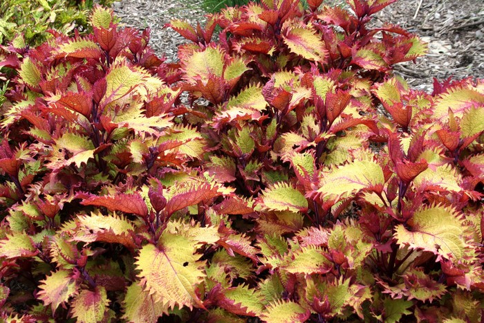 Coleus plant with red and yellow leaves
