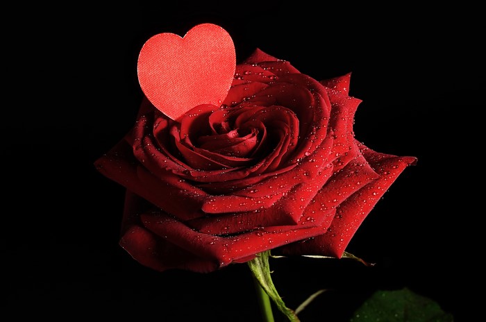 Red Rose with Water Drops and Heart