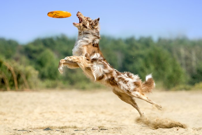 Australian Shepherd dog jumping to catch a frisbee on a beach