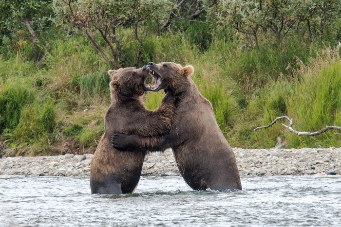Two Brown Bears Fighting in Water