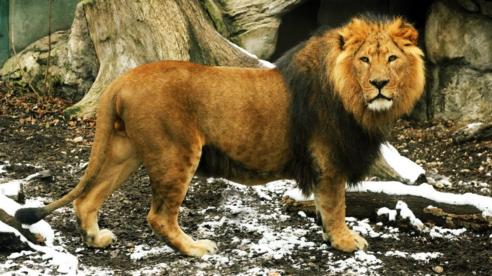 Lion with a mane in a snowy enclosure
