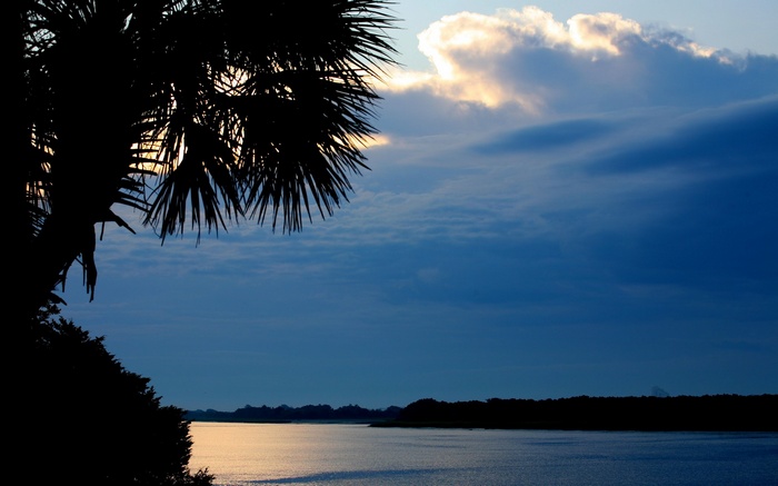 Silhouette of palm tree fronds over a body of water at sunset