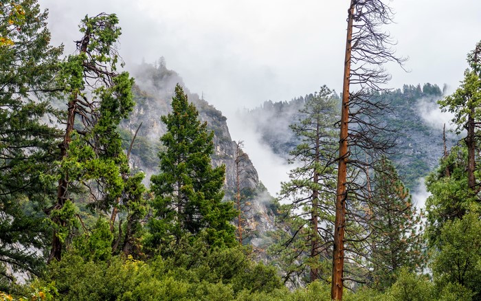 Yosemite National Park Mountains with Fog and Trees