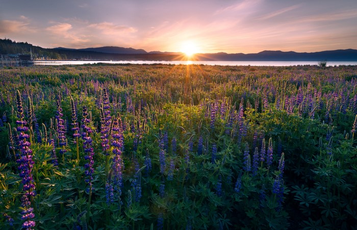 Sunset over a field of lupines at Lake Tahoe, California