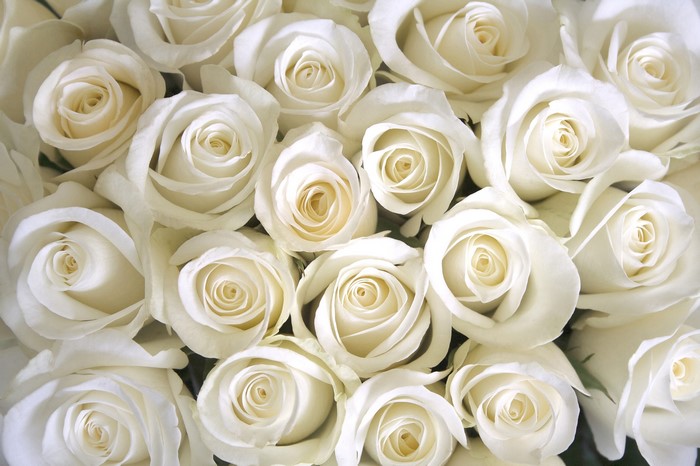 A close-up of a bouquet of white roses