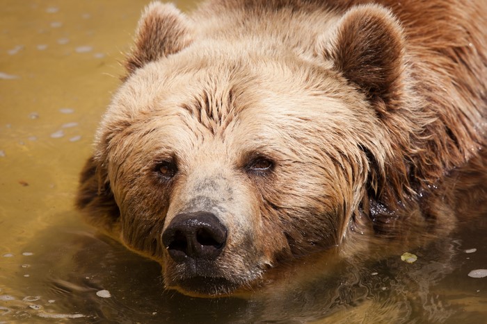 Brown Bear in Water