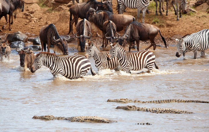 Zebras and Wildebeest Crossing a River with Crocodiles