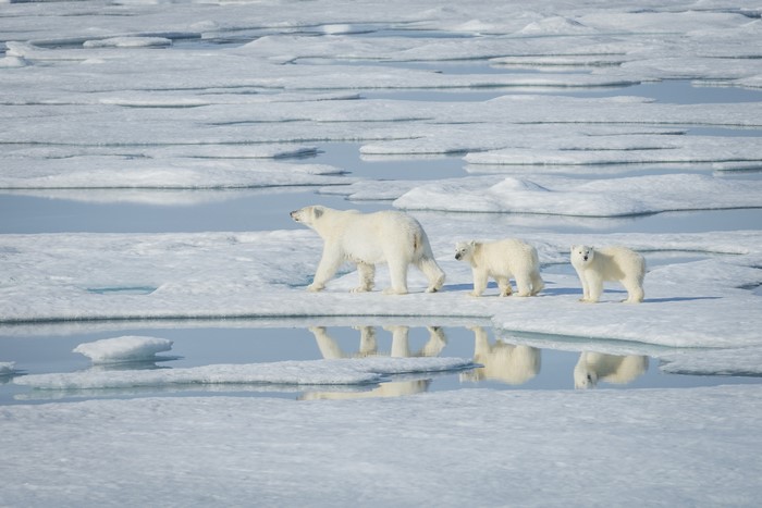 Three Polar Bears on Ice Floes